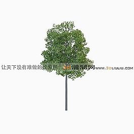 3D樹(shù)模型