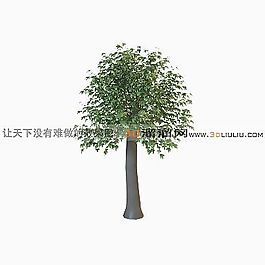 3D樹模型
