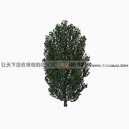 3D樹(shù)模型
