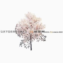 3D樹(shù)模型