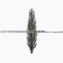 3D松树模型