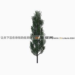 3D松树模型