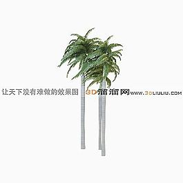 3D椰子樹模型
