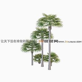 3D棕櫚樹模型