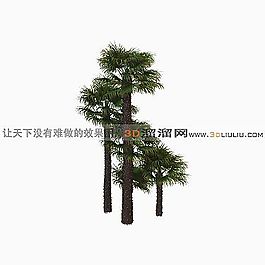 3D棕櫚樹(shù)模型