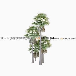 3D棕櫚樹模型