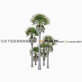 3D棕櫚樹模型