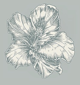 老式的芙蓉矢量插畫