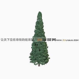 3D松树模型