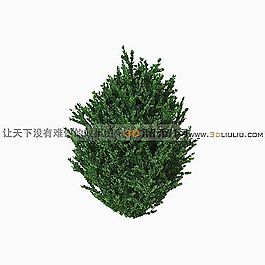 3D灌木模型