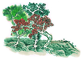 山坡上的樹