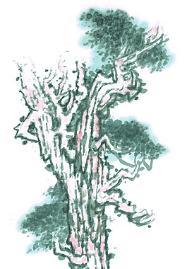 一颗松树