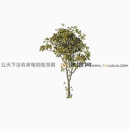 3D樹(shù)模型