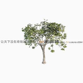 3D樹(shù)模型