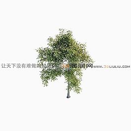 3D樹(shù)模型