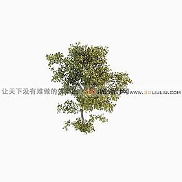3D灌木模型