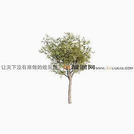 3D樹(shù)模型