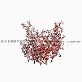 3D常春藤模型