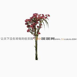3D花草模型