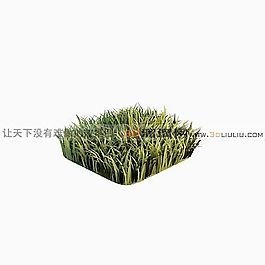 3D草模型