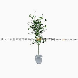 3D盆景模型