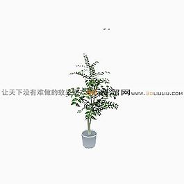 3D盆景模型