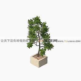3D盆景模型