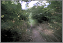 森林小路快鏡頭