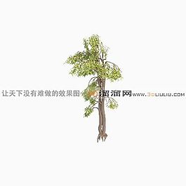 3D樹(shù)模型