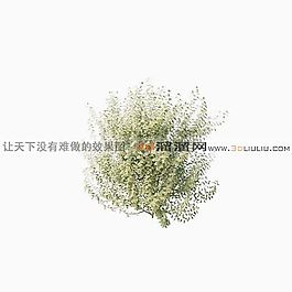 3D灌木模型
