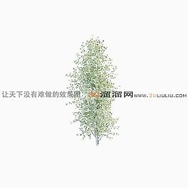 3D灌木模型