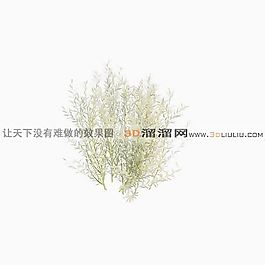 3D灌木模型