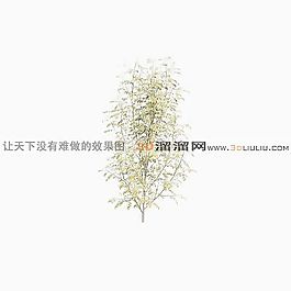 3D灌木模型