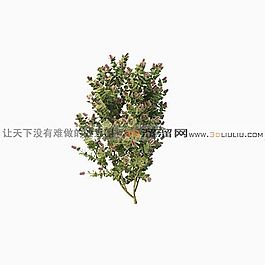 3D灌木模型