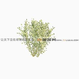 3D灌木模型