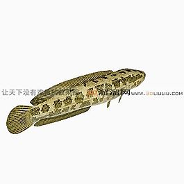 3D魚模型