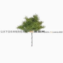 3D樹(shù)模型