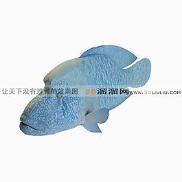 3D魚模型