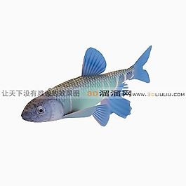3D魚模型