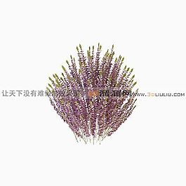 3D花草模型