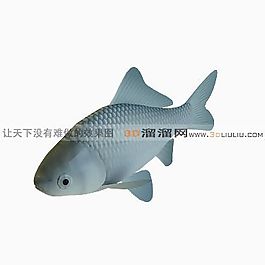 3D魚模型