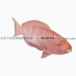 3D魚模型