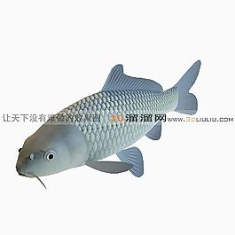 3D魚模型