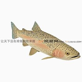 3D魚模型