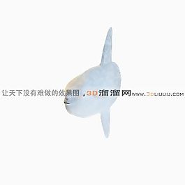 3D魚模型