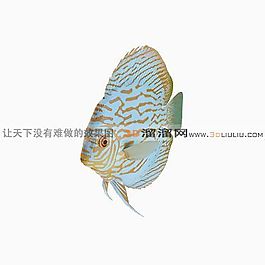 3D鱼模型