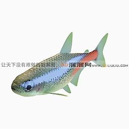 3D魚模型