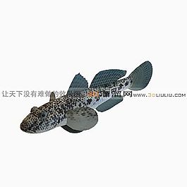 3D魚模型