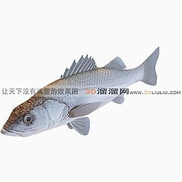 3D魚模型