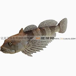 3D魚模型